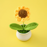 Potted Sunflower